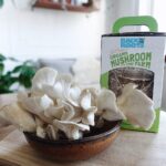Back to the Roots Organic Mini Mushroom Grow Kit - Image 2